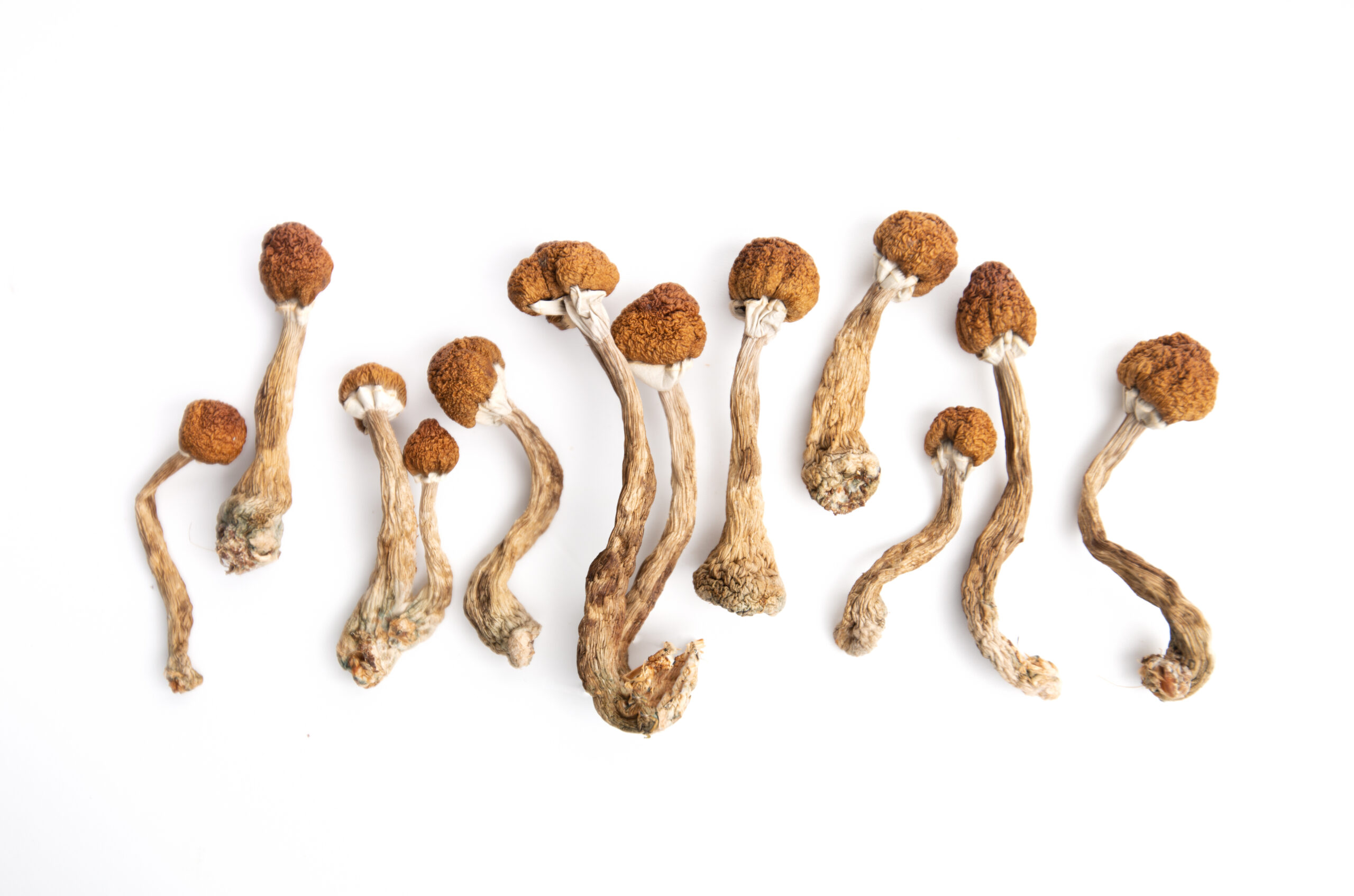 Magic Mushrooms California | Magic Mushrooms Near Me